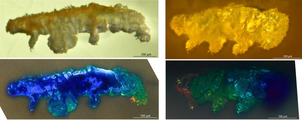 Scientists discover new species fossilised in 16-million-year-old amber