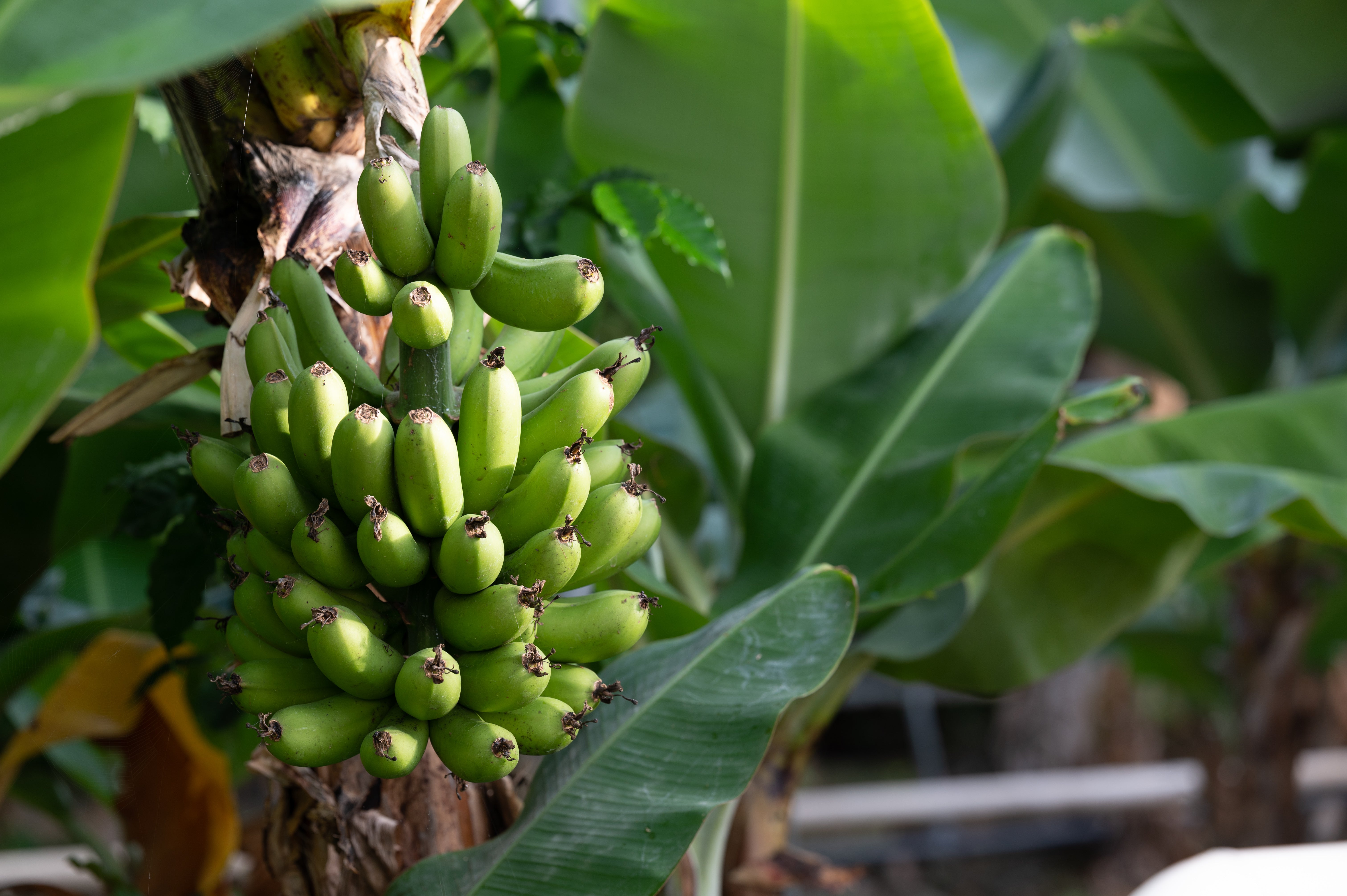 Bananas grow in a greenhouse heated by geothermal energy in southern Iceland