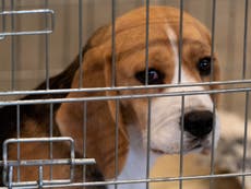 Police spend tens of thousands of pounds protecting transport of puppies to labs for experiments