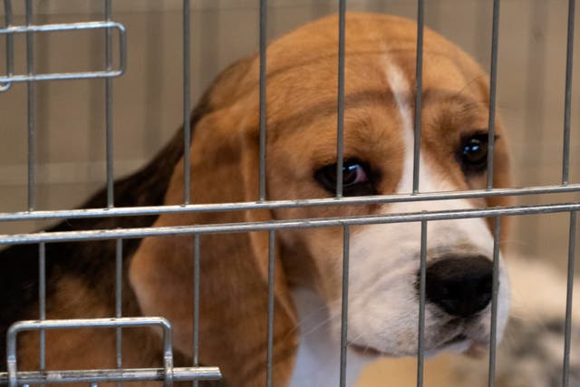 <p>The beagles are sent for lab tests </p>