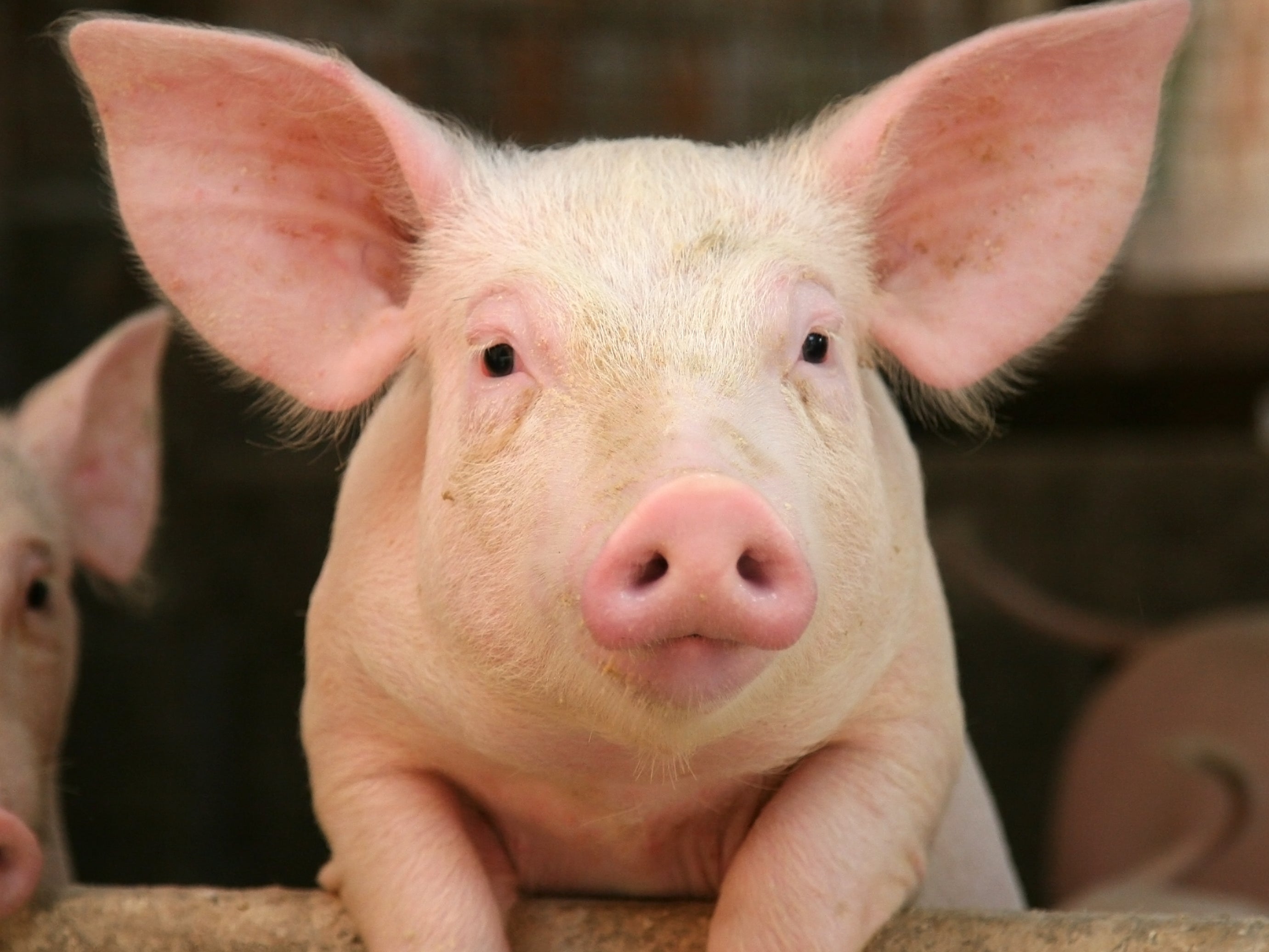 About 120,000 pigs are expected to be shot with a captive bolt