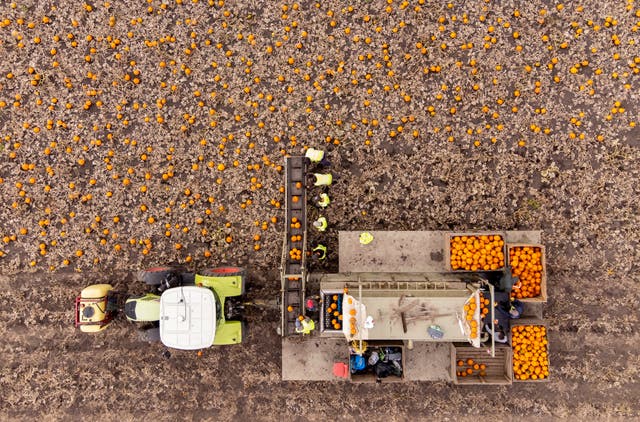 Workers harvest a field of pumpkins at Oakley Farms near Wisbech in Cambridgeshire, which supplies British supermarkets, including Tesco (Joe Giddens/PA)