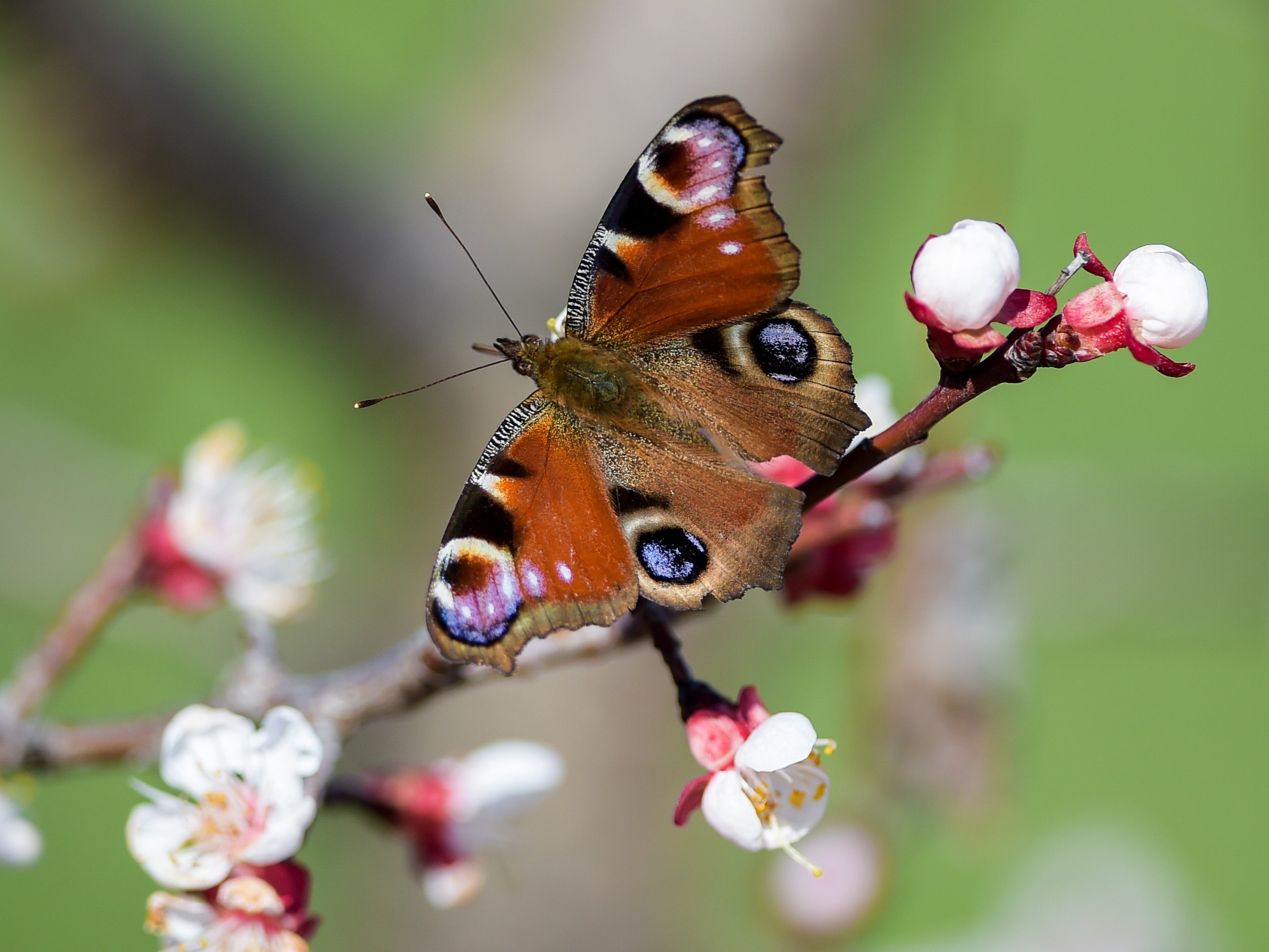 <p>Butterfly numbers have fallen to a record low in the UK</p>