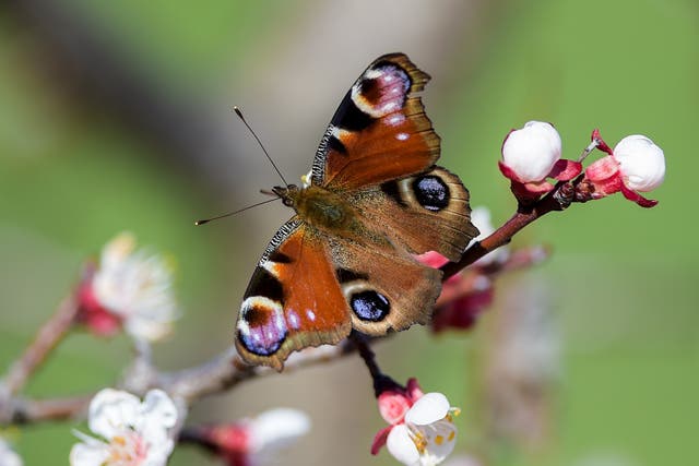 <p>Butterfly numbers have fallen to a record low in the UK</p>