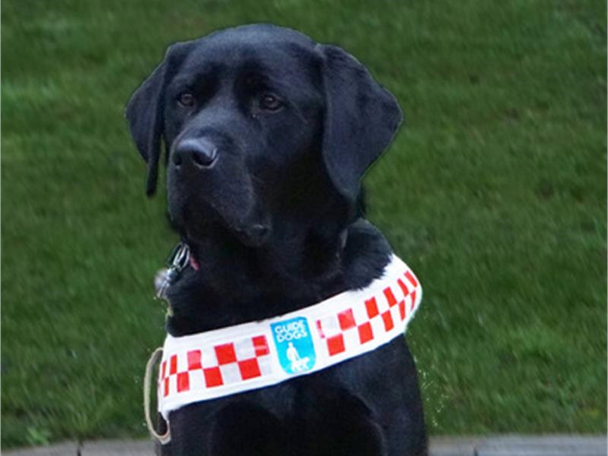 Police are hunting a ‘youth’ who kicked guide dog Angus in Plymouth