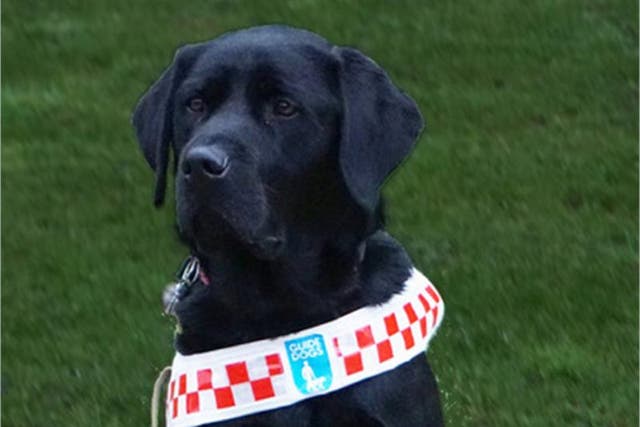 <p>Police are hunting a ‘youth’ who kicked guide dog Angus in Plymouth</p>