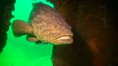 Florida could lift 30-year ban on catching goliath grouper
