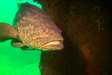 Florida could lift 30-year ban on catching goliath grouper