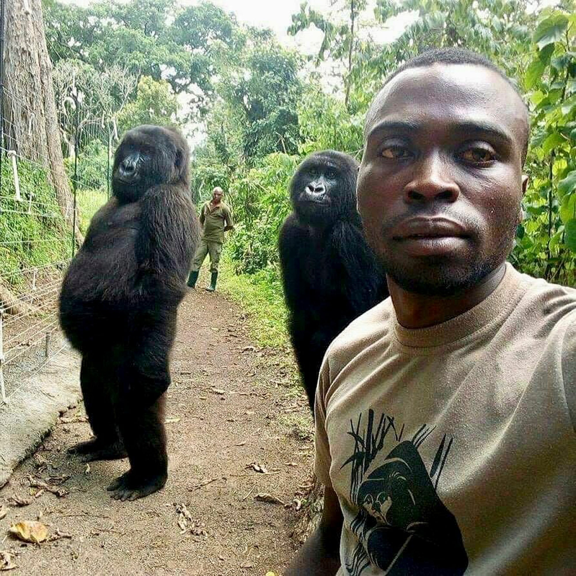 Congo Virunga Gorilla Death