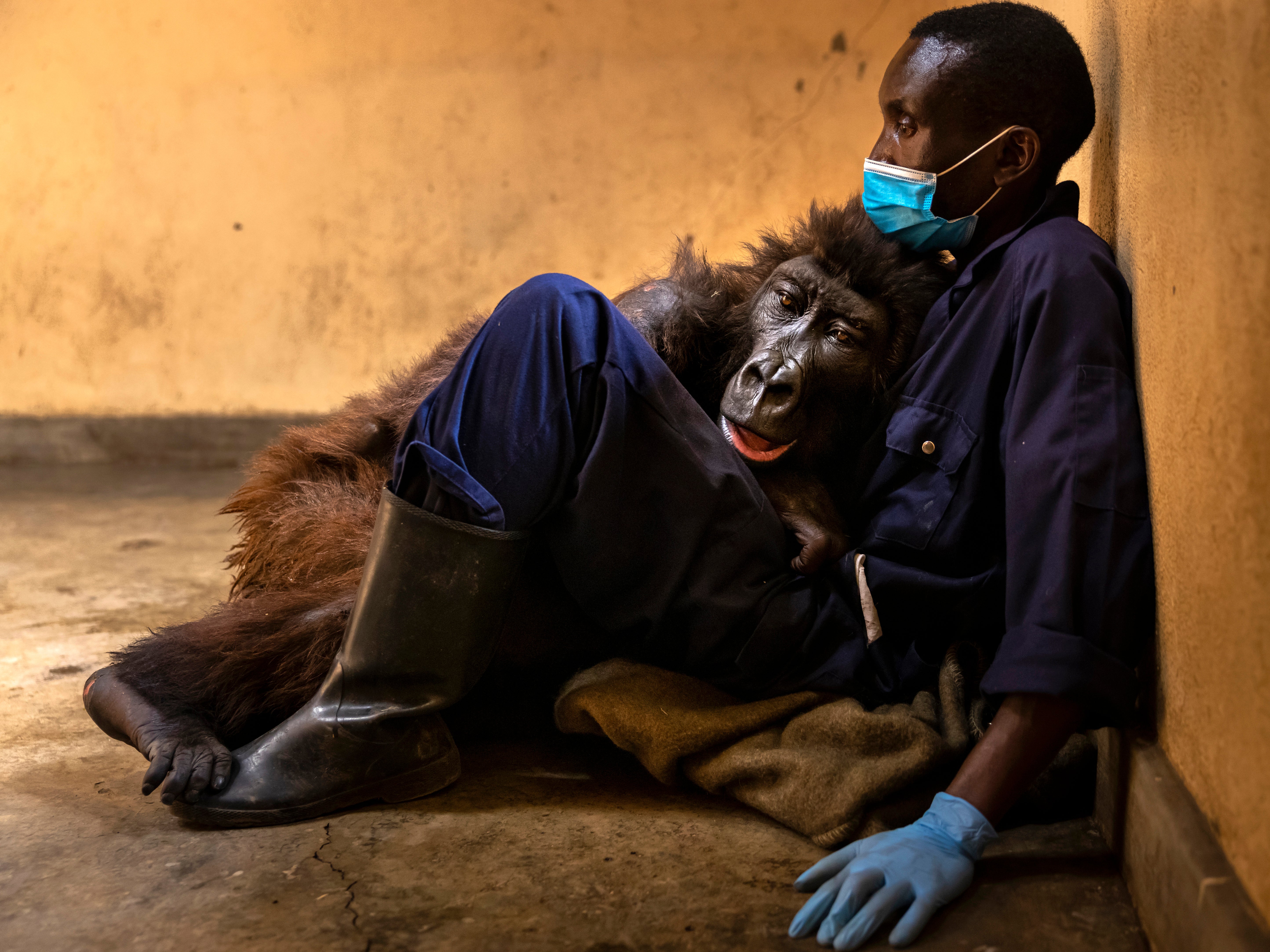 Orphaned mountain gorilla, Ndakasi, sits with her caregiver Andre Bauma days before her death on 26 September