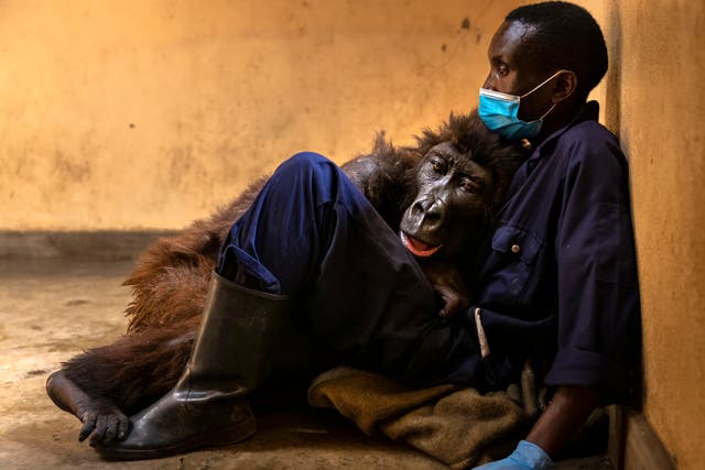 <p>Orphaned mountain gorilla, Ndakasi, sits with her caregiver Andre Bauma days before her death on 26 September</p>
