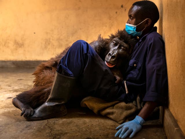 El gorila de montaña huérfano, Ndasaka, se sienta con su cuidador Eric Bauma días antes de su muerte el 26 de septiembre.