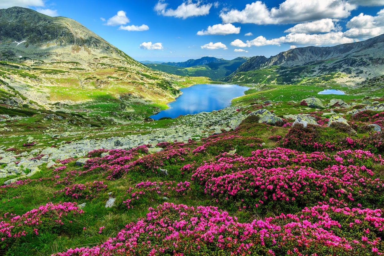 Romania’s Carpathian Mountains are a rewilding hot spot - just one aspect of nature positive travel