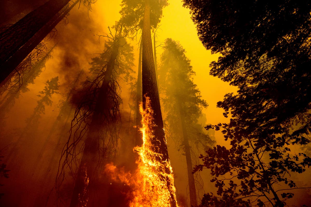 California fires may have killed hundreds of giant sequoias