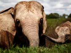 Critically endangered elephants ‘left to starve’ as park hit by pandemic