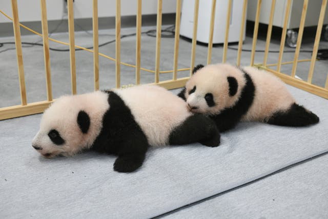 Japan Twin Pandas
