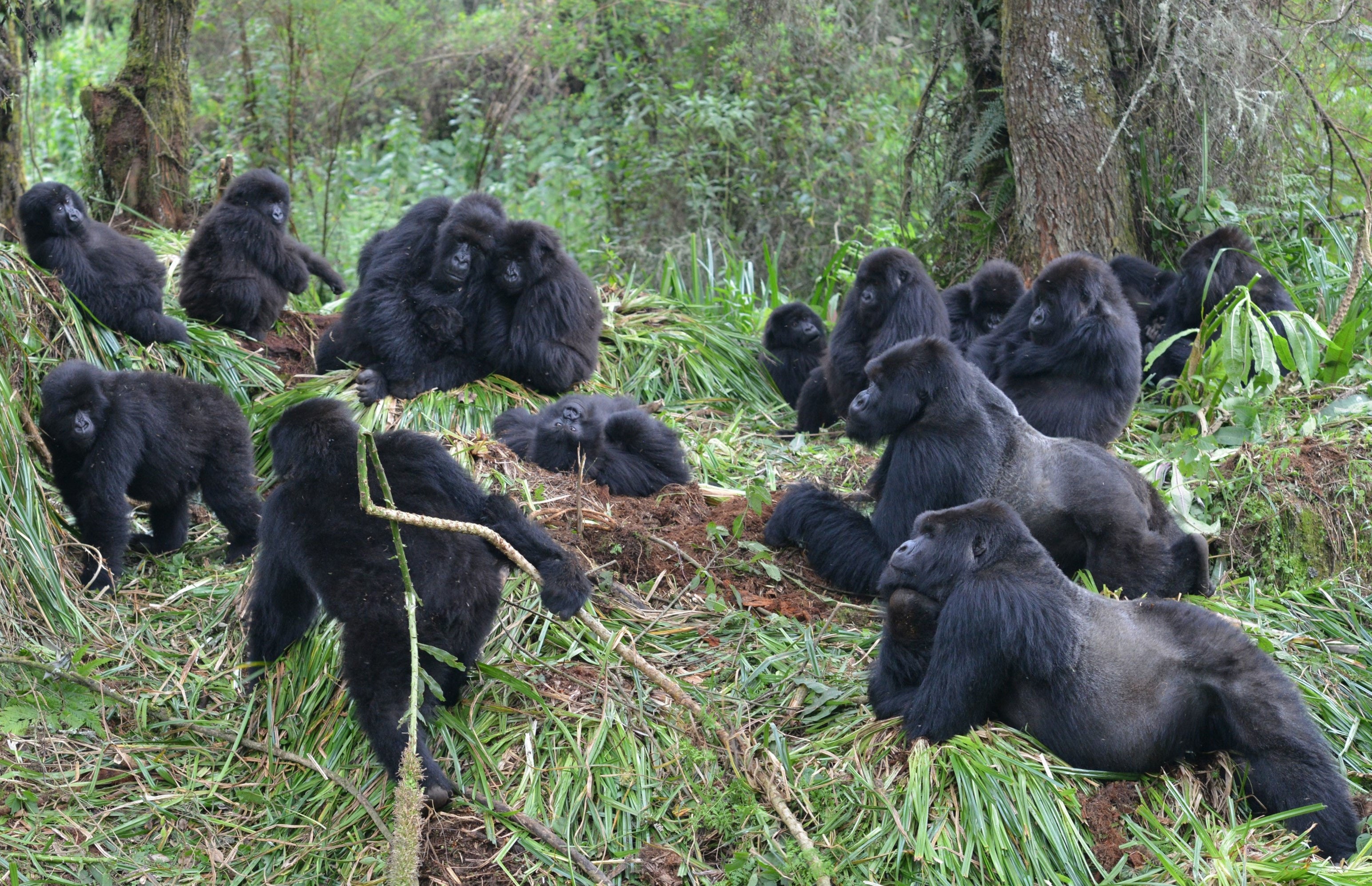 Gorillas monitored by the Fossey Fund gathers for an afternoon rest in Rwanda’s Volcanoes National Park