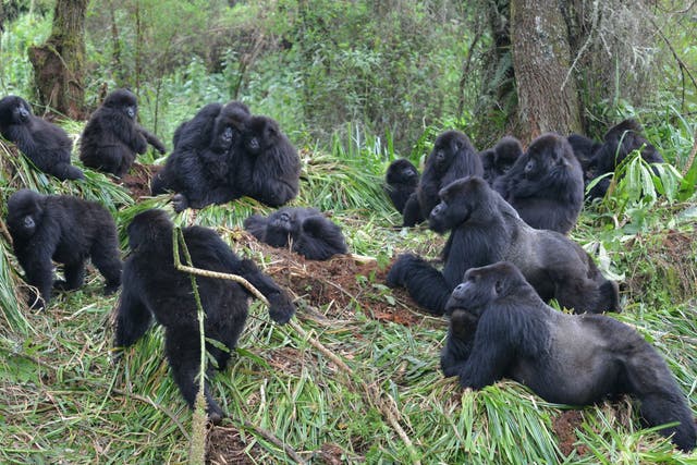 <p>Gorillas monitored by the Fossey Fund gathers for an afternoon rest in Rwanda’s Volcanoes National Park</p>