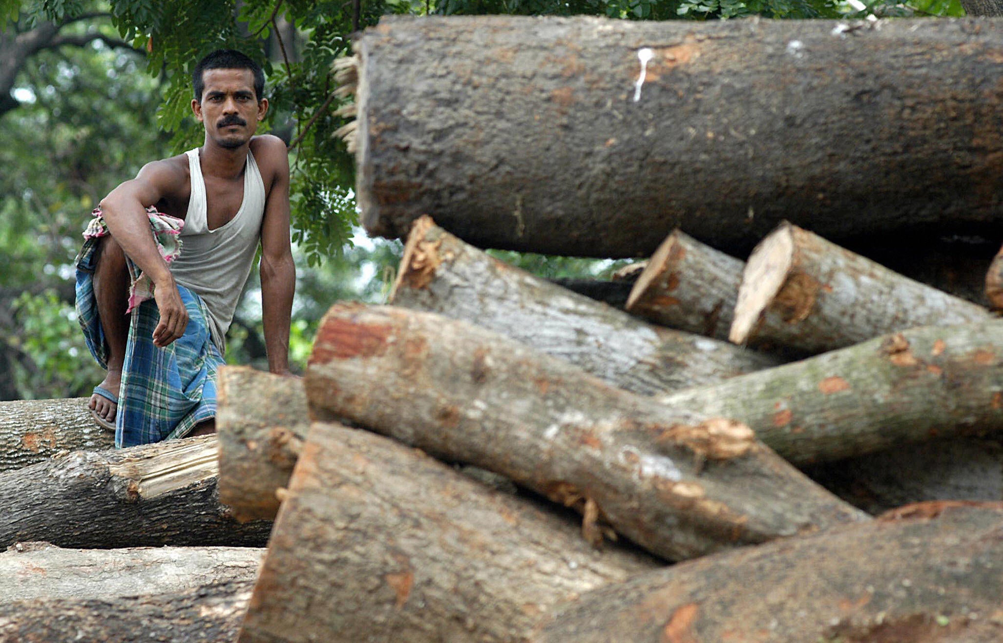 Demand for wood has contributed to extensive deforestation in India