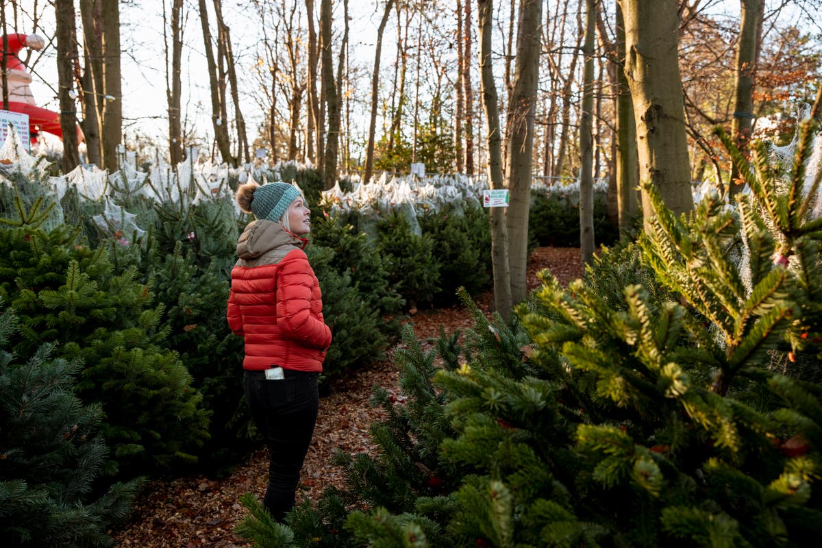 Global Christmas tree shortage could hit UK amid supply chain problems