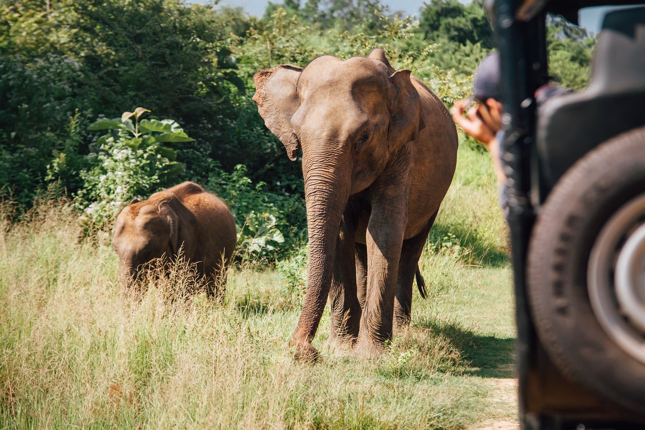 Sri Lanka’s Udawalawe national park is less visited than more crowded Yala