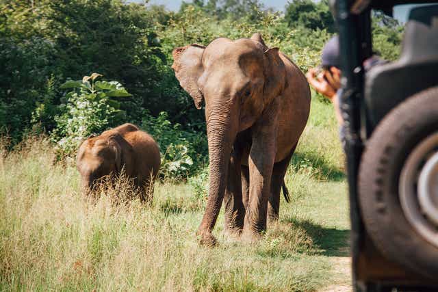 <p> Sri Lanka’s Udawalawe national park is less visited than more crowded Yala</p>
