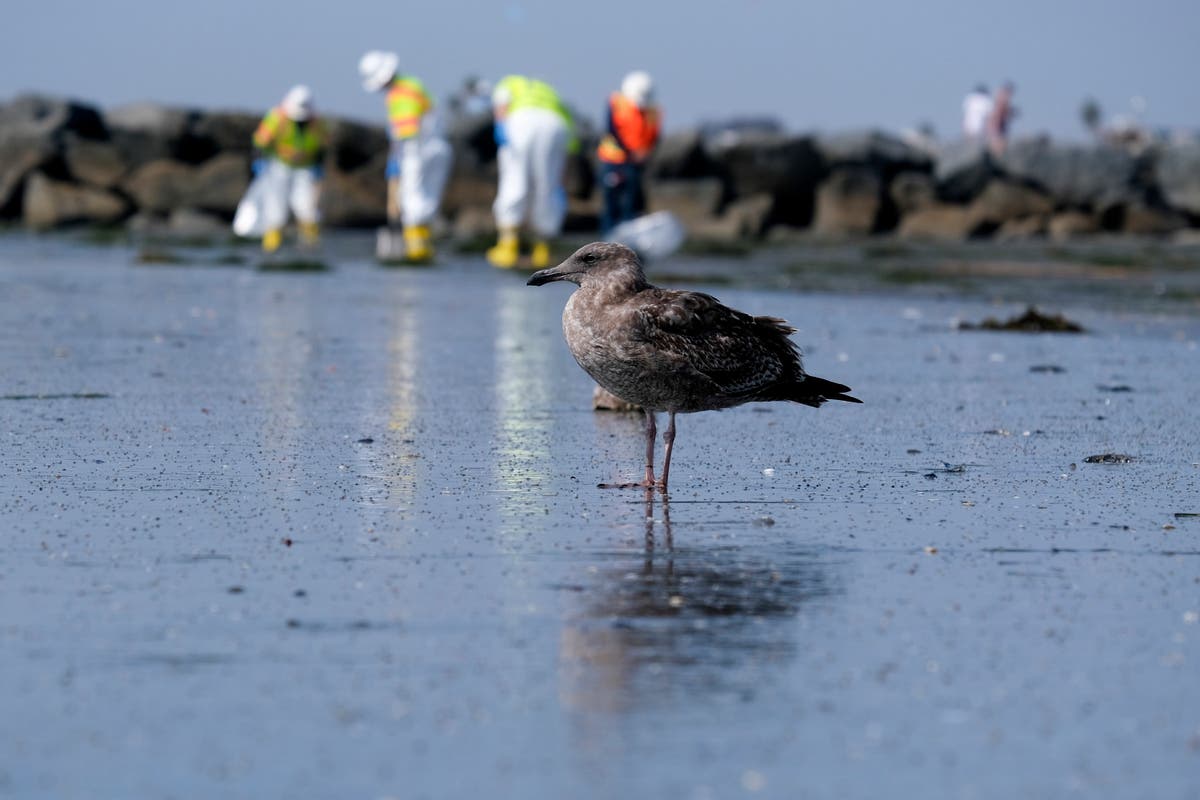 California spill not the environmental disaster first feared California spill not the environmental disaster first feared