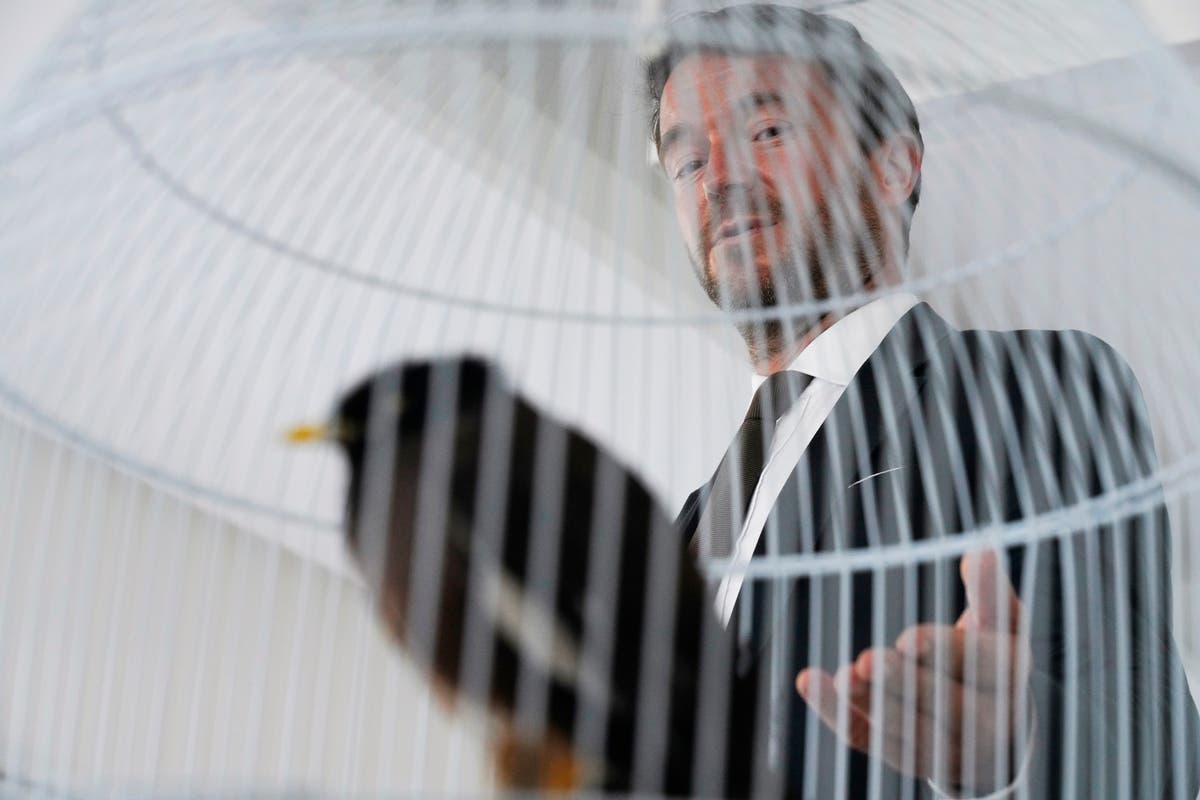 A bird stars in rare feel-good tale about Afghan evacuations