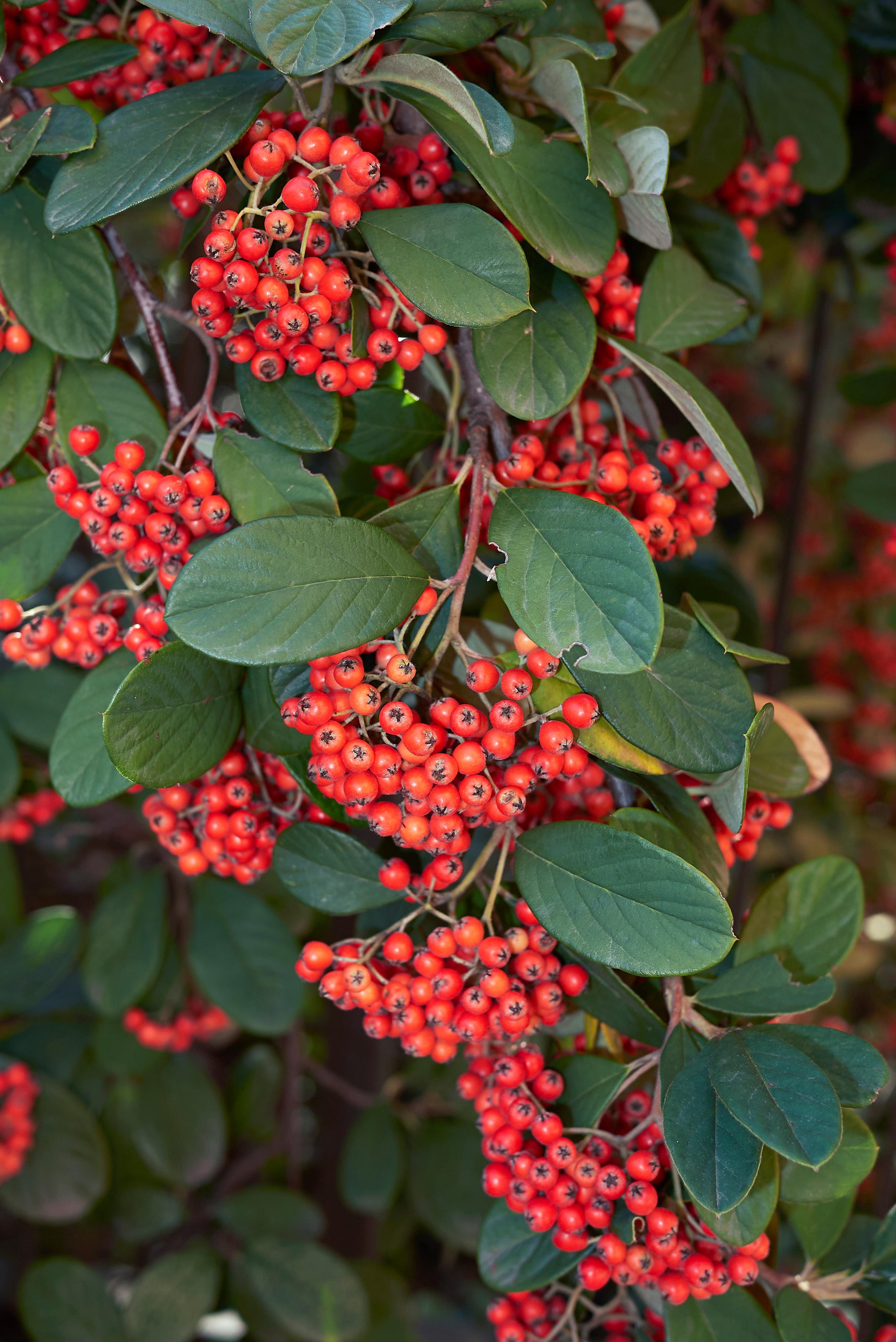 Birds will love red berries from the cotoneaster (Alamy/PA)