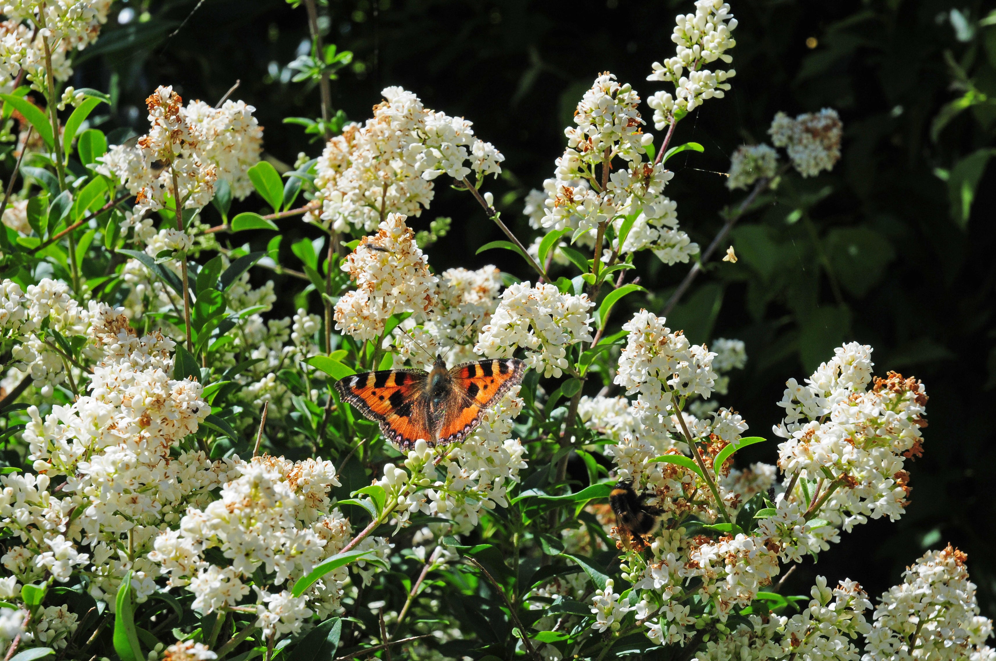 Butterflies are attracted to privet flowers (Alamy/PA)