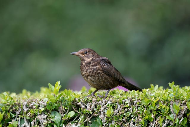 A blackbird on a garden hedge (Alamy/PA)