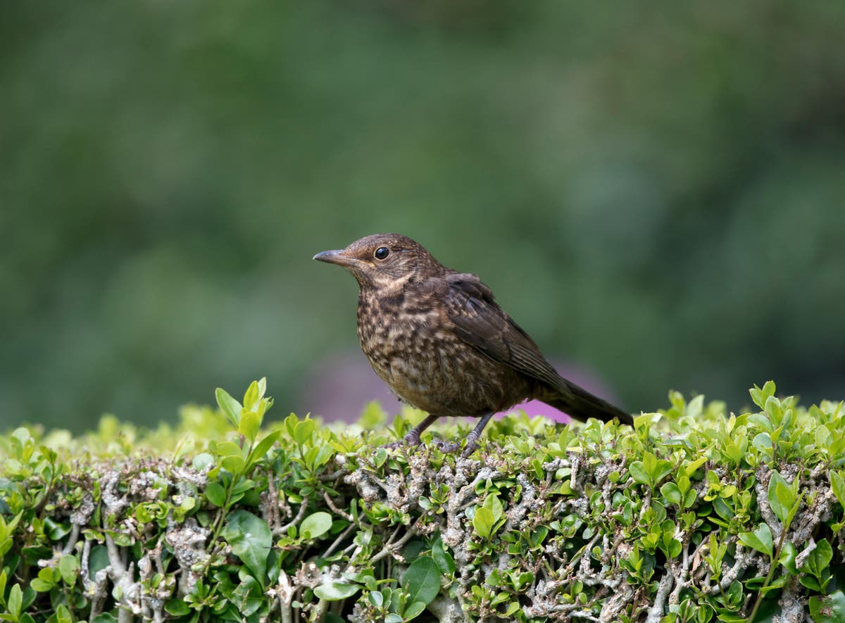 How to create a wildlife-boosting hedge – even in an urban garden How to create a wildlife-boosting hedge – even in an urban garden