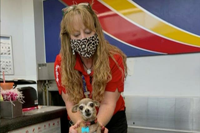 <p>Chihuahua found in couple’s luggage</p>