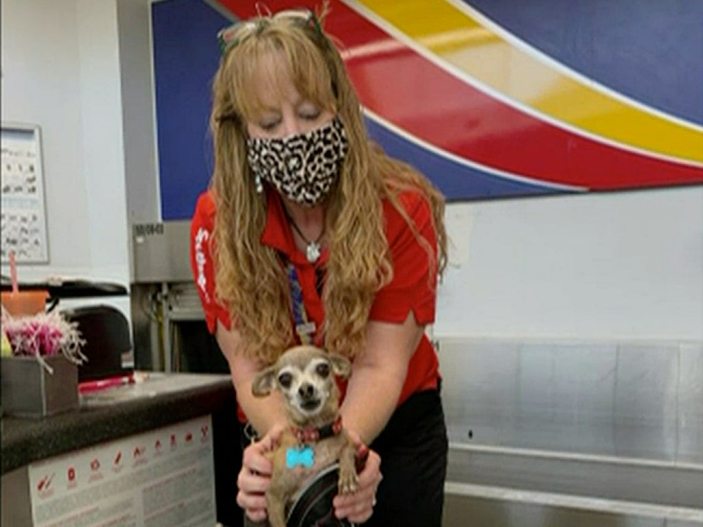 Couple find chihuahua in their suitcase after it stowed away for trip to Las Vegas