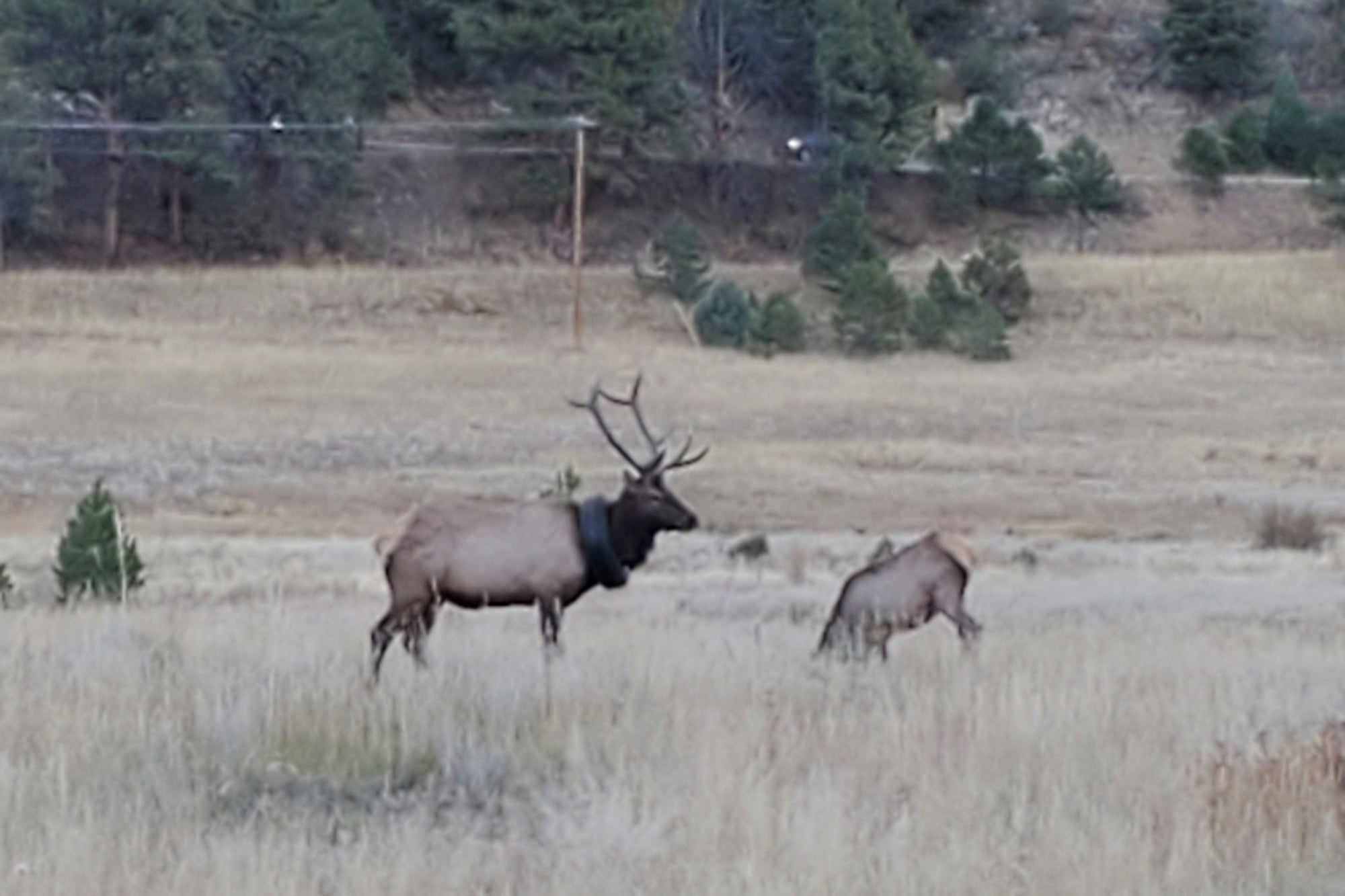 Elk Tire Around Neck