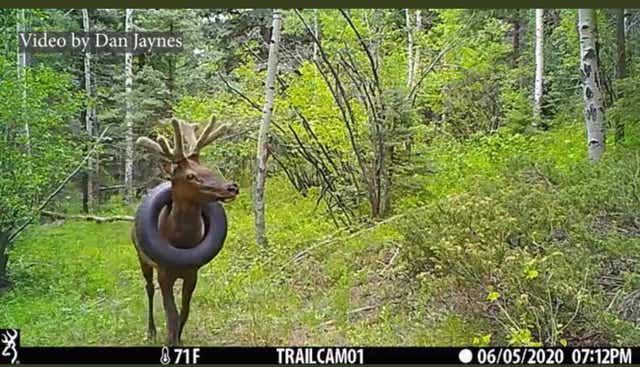 <p>Bull elk walks around the Colorado mountains with a tyre stuck around its neck in 2020 </p>