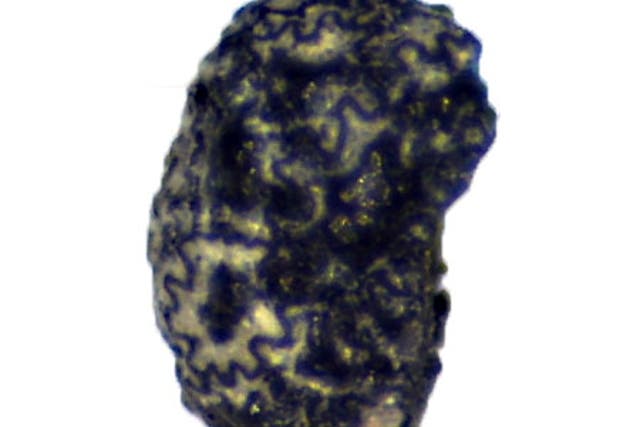 <p>A magnified view of one of four charred seeds of the wild tobacco species Nicotiana Attenuata dating to 12,300 years ago that were found at the Wishbone site in Great Salt Lake Desert in northern Utah</p>