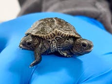 Two-headed turtle with six legs hatches in Cape Cod