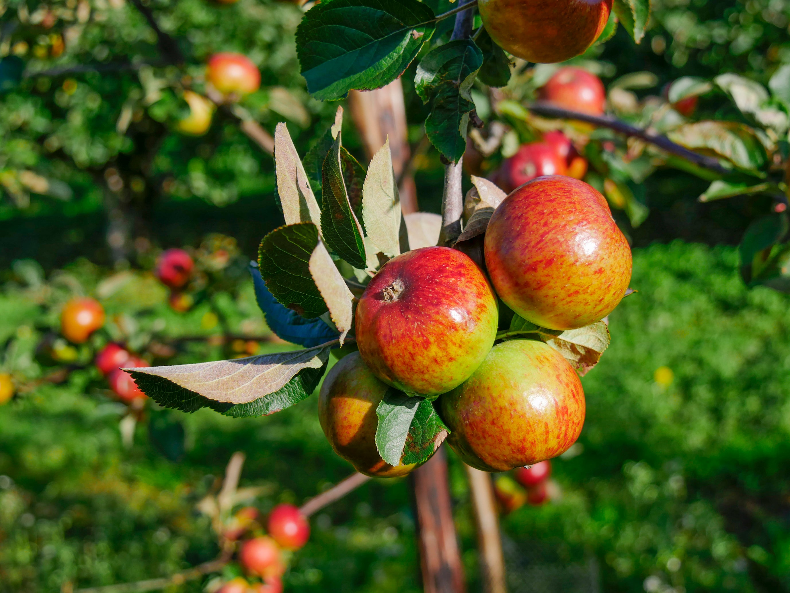 Orchard apples at Ardress House (Colin Beacom/National Trust Images/PA)