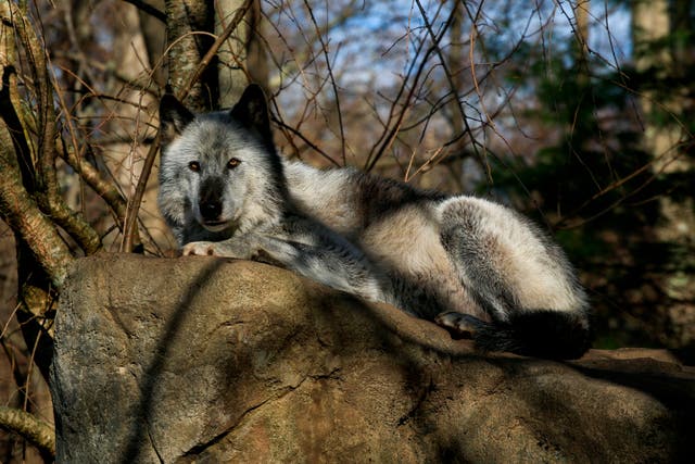 <p>A wolf rests at a conservation center on 6 December in South Salem, New York</p>
