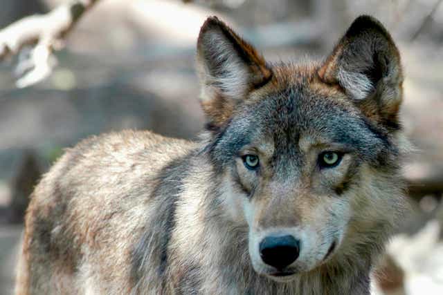 <p>Gray wolves, seen here, had federal protections restored across much of the US in February after their removal during the Trump administration</p>