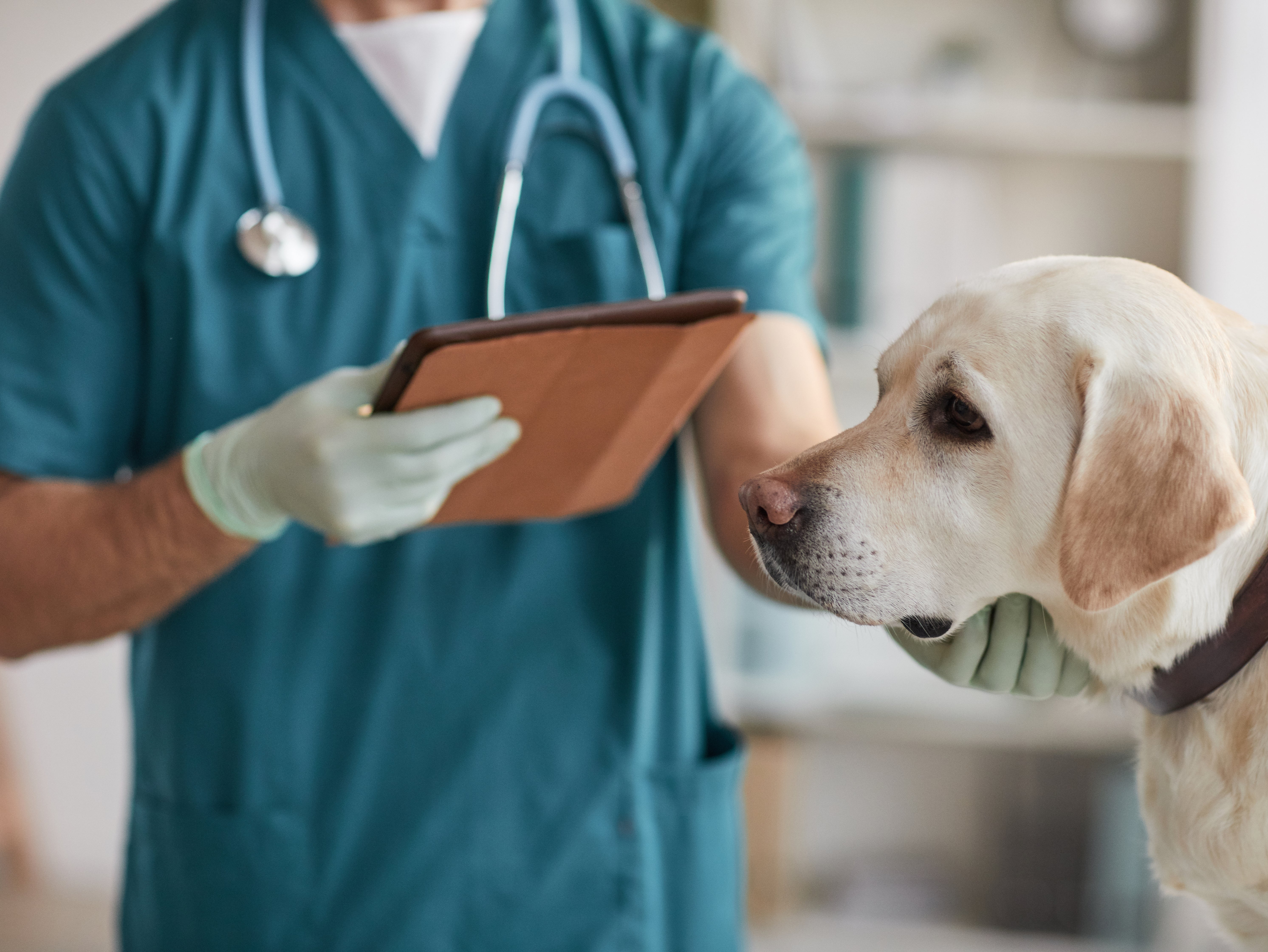 <p>UK vets are facing a ‘perfect storm’ of Covid, Brexit and the lockdown pet boom</p>