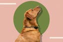 8 best dog collars to keep your four-legged friend safe and stylish