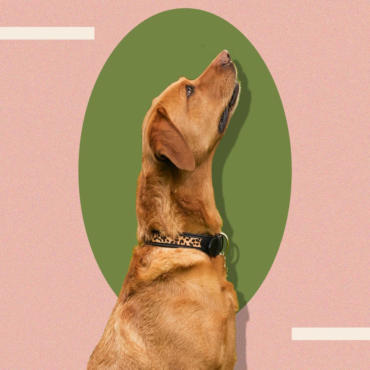 Best Padded Designer Dog and Puppy Collar (Black, Large)
