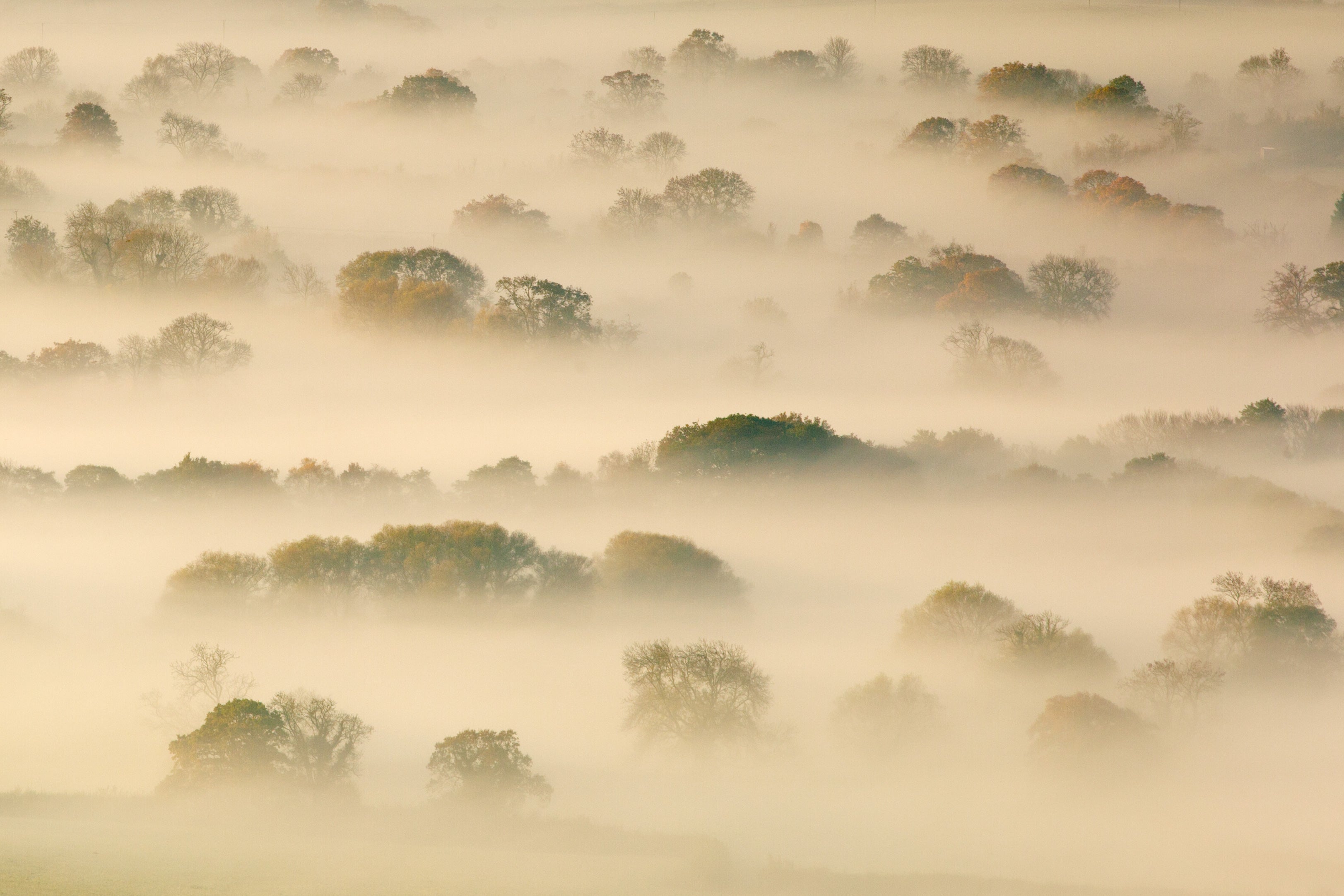<p>Trees shrouded by mist on the Somerset Levels</p>