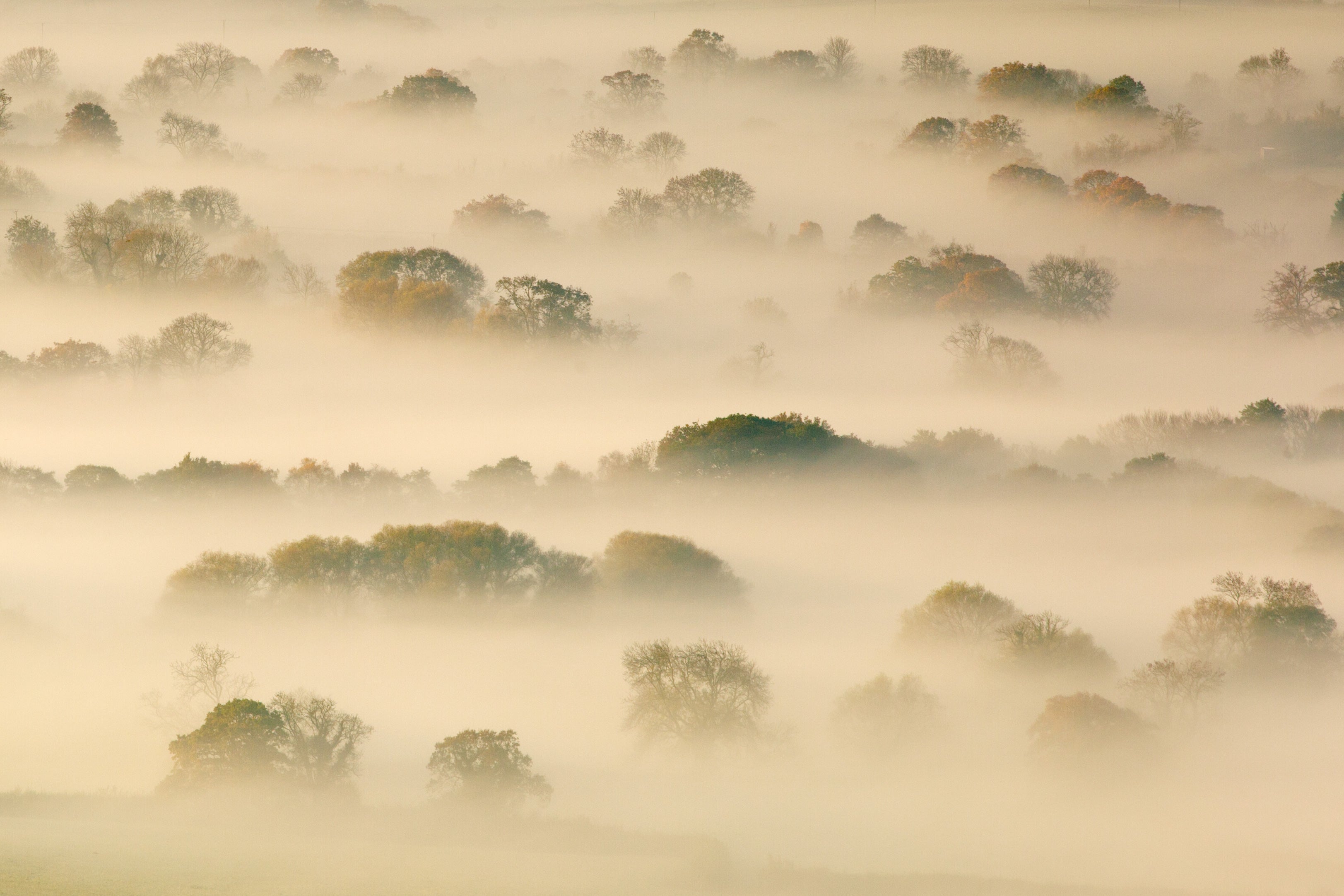 Trees shrouded by mist on the Somerset Levels