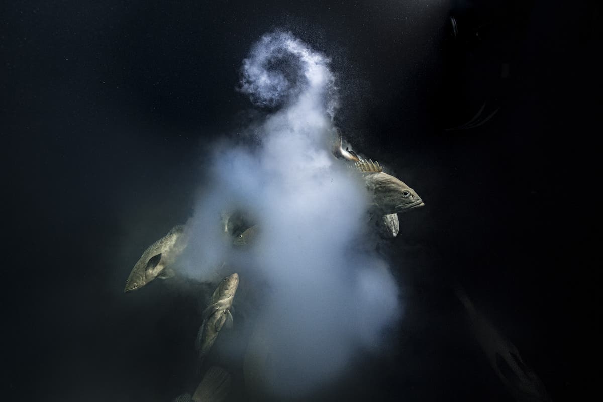 The Natural History Museum’s Wildlife Photographer of the Year has been announced – and these images will transport you to a place of calm The Natural History Museum’s Wildlife Photographer of the Year has been announced – and these images will transport you to a place of calm