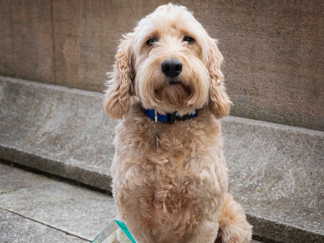 <p>Jasper the cockapoo was awarded the title ‘Animal of the Year’ in 2021 by the International Fund for Animal Welfare</p>