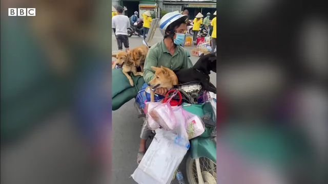 <p>The dogs become popular in Vietnamese social media after videos of them went viral </p>