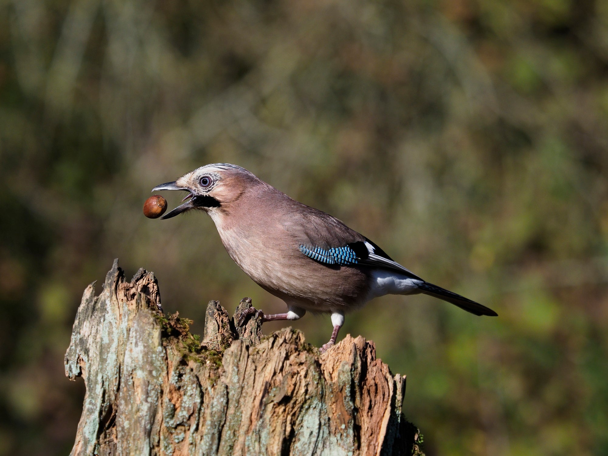 Jays may be responsible for planting as many as one in two oak trees, and research suggests they cultivate young oaks to feed fresh new leaves to their chicks